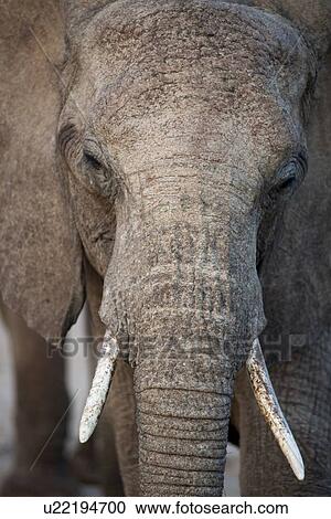 Stock Image - Elephant wildlife in Kenya. Fotosearch