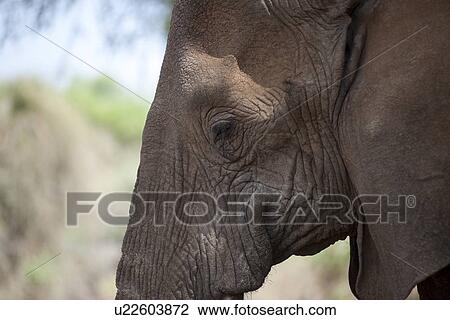 Stock Image - Elephant wildlife in Kenya. Fotosearch
