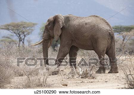 Stock Image - Elephant wildlife in Kenya. Fotosearch