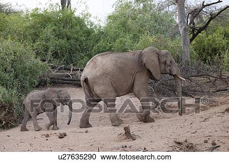 Stock Image - Elephant wildlife in Kenya. Fotosearch