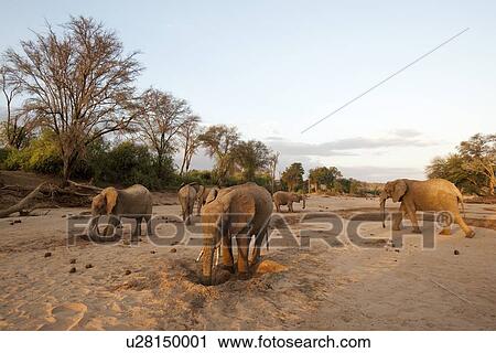 Stock Image - Elephant wildlife in Kenya. Fotosearch
