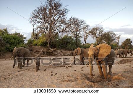 Stock Photo - Elephant wildlife in Kenya. Fotosearch