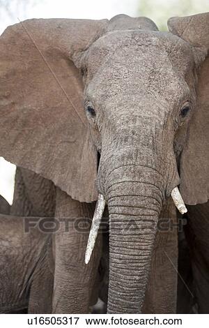 Elephant wildlife in Kenya View Large Photo Image Stock Photo - Elephant wildlife in Kenya. Fotosearch