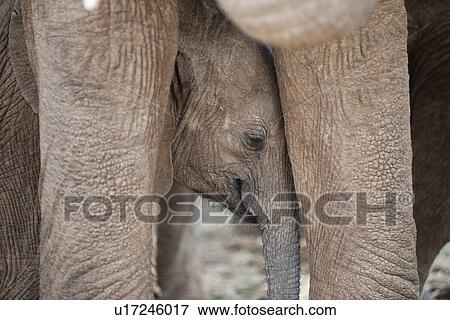 Stock Photo - Elephant wildlife in Kenya. Fotosearch