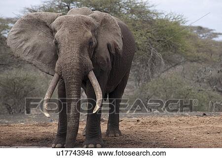 Stock Photo - Elephant wildlife in Kenya. Fotosearch
