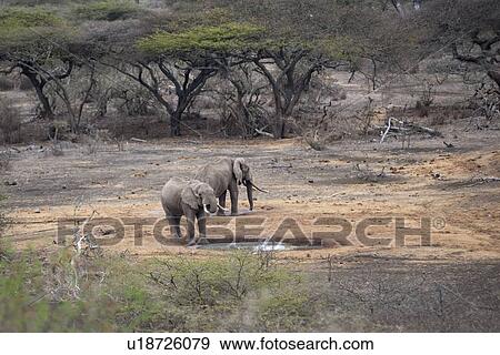 Stock Photo - Elephant wildlife in Kenya. Fotosearch