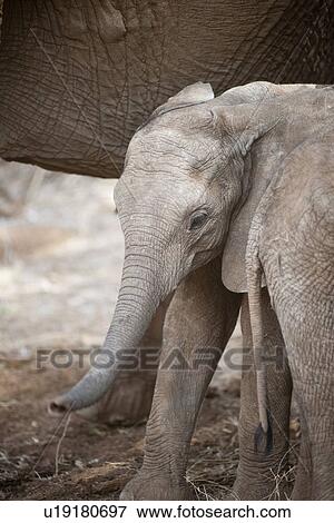 Stock Photo - Elephant wildlife in Kenya. Fotosearch