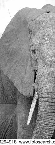 Stock Photo - Elephant wildlife in Kenya. Fotosearch