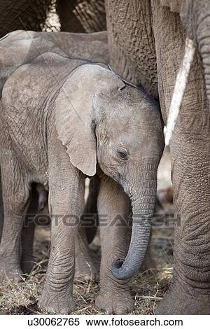 Stock Photography - Elephant wildlife in Kenya. Fotosearch