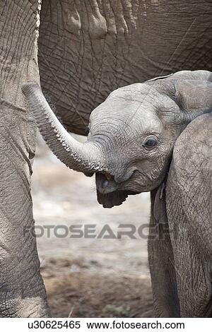 Stock Photography - Elephant wildlife in Kenya. Fotosearch
