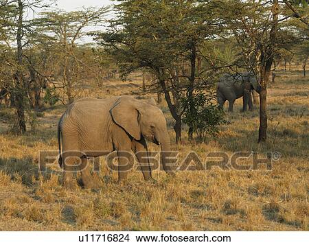 Picture - Elephants in Kenya Africa. Fotosearch