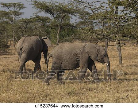 Elephants in Kenya Africa View Large Photo Image Picture - Elephants in Kenya Africa. Fotosearch