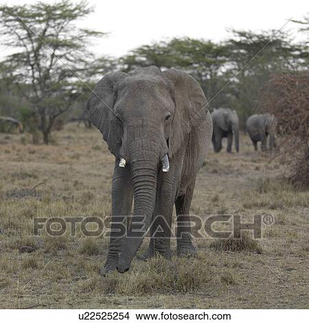 Picture - Elephants in Kenya Africa. Fotosearch