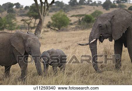 Elephants in Kenya Africa View Large Photo Image Stock Image - Elephants in Kenya Africa. Fotosearch