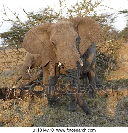 Elephants in Kenya Africa View Large Photo Image Stock Image - Elephants in Kenya Africa. Fotosearch