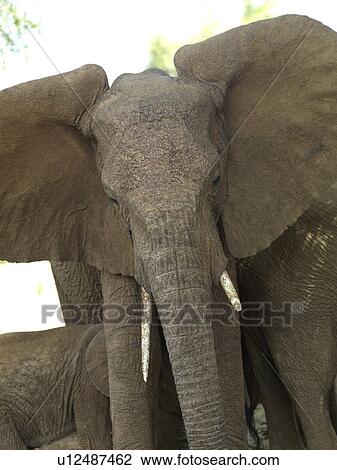 Stock Image - Elephants in Kenya Africa. Fotosearch