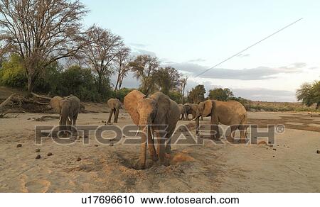Elephants in Kenya Africa View Large Photo Image Stock Image - Elephants in Kenya Africa. Fotosearch