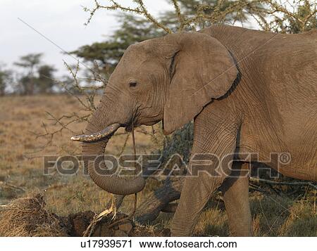 Elephants in Kenya Africa View Large Photo Image Stock Image - Elephants in Kenya Africa. Fotosearch
