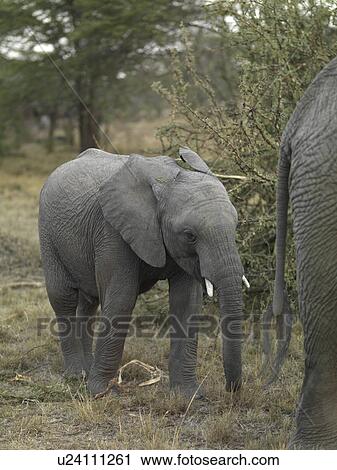 Stock Image - Elephants in Kenya Africa. Fotosearch