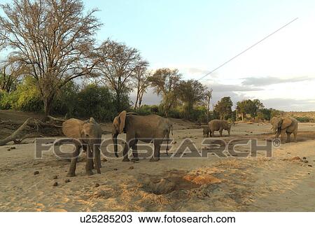 Elephants in Kenya Africa View Large Photo Image Stock Image - Elephants in Kenya Africa. Fotosearch