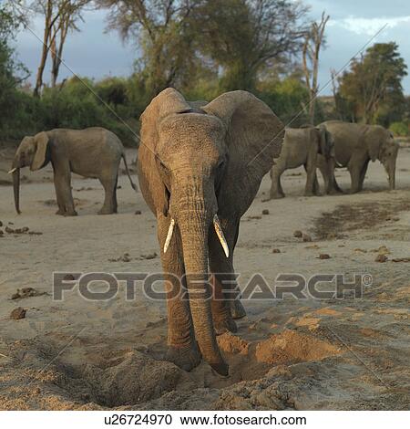 Stock Image - Elephants in Kenya Africa. Fotosearch