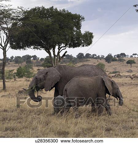 Stock Image - Elephants in Kenya Africa. Fotosearch