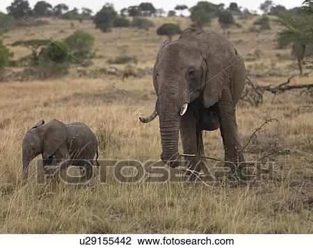 Stock Image - Elephants in Kenya Africa. Fotosearch