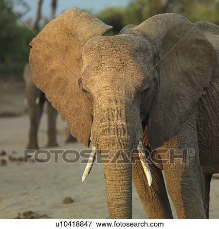 Elephants in Kenya Africa View Large Photo Image Stock Photo - Elephants in Kenya Africa. Fotosearch