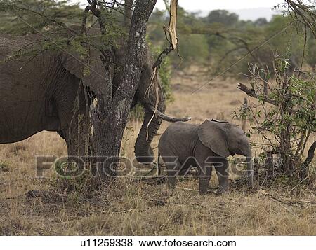 Elephants in Kenya Africa View Large Photo Image Stock Photo - Elephants in Kenya Africa. Fotosearch