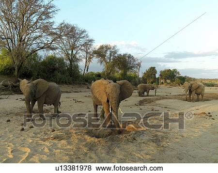 Elephants in Kenya Africa View Large Photo Image Stock Photo - Elephants in Kenya Africa. Fotosearch