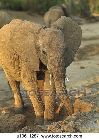 Elephants in Kenya Africa View Large Photo Image Stock Photo - Elephants in Kenya Africa. Fotosearch