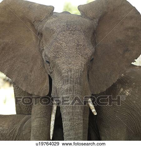 Elephants in Kenya Africa View Large Photo Image Stock Photo - Elephants in Kenya Africa. Fotosearch