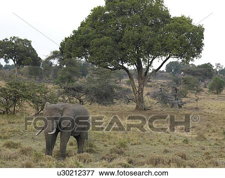 Elephants in Kenya Africa View Large Photo Image Stock Photo - Elephants in Kenya Africa. Fotosearch