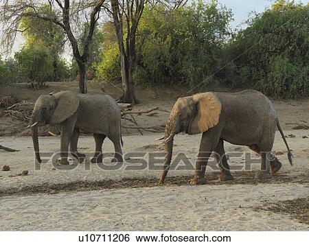 Stock Photograph - Elephants in Kenya Africa. Fotosearch
