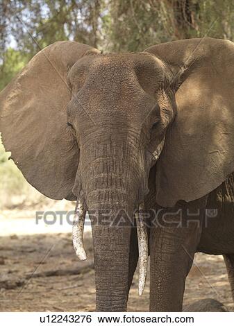 Stock Photograph - Elephants in Kenya Africa. Fotosearch