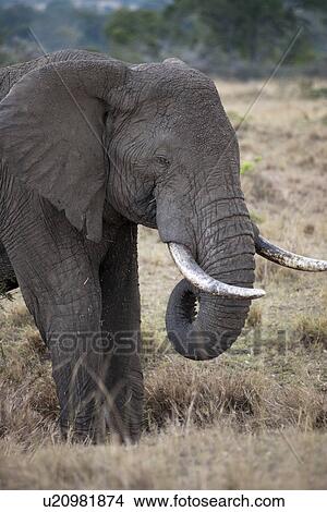 Picture - Elephants in Kenya. Fotosearch