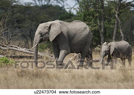 Picture - Elephants in Kenya. Fotosearch