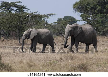 Stock Image - Elephants in Kenya. Fotosearch