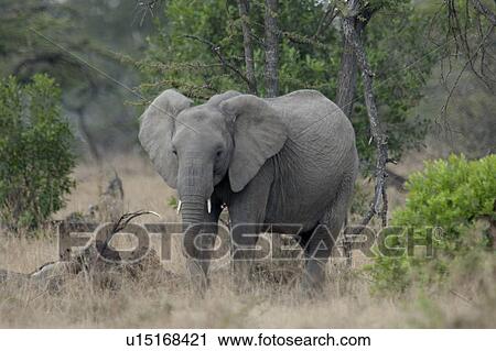 Stock Image - Elephants in Kenya. Fotosearch