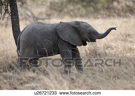 Stock Image - Elephants in Kenya. Fotosearch