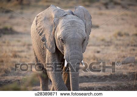 Stock Image - Elephants in Kenya. Fotosearch