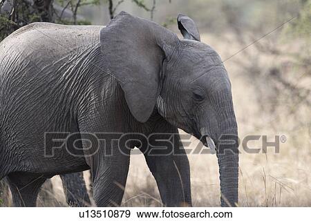 Stock Photo - Elephants in Kenya. Fotosearch