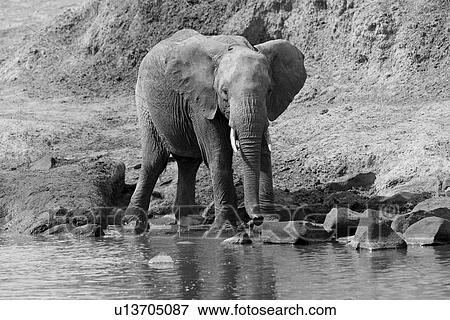 Elephants in Kenya View Large Photo Image Stock Photo - Elephants in Kenya. Fotosearch