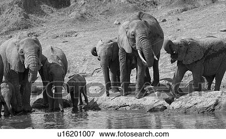 Stock Photo - Elephants in Kenya. Fotosearch