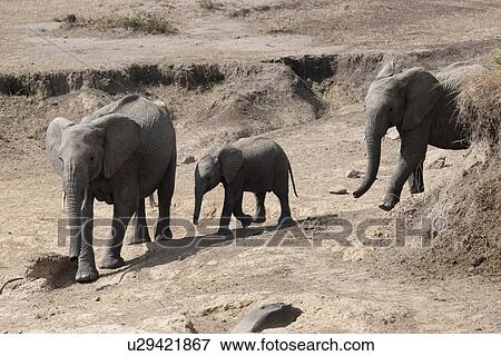 Stock Photo - Elephants in Kenya. Fotosearch
