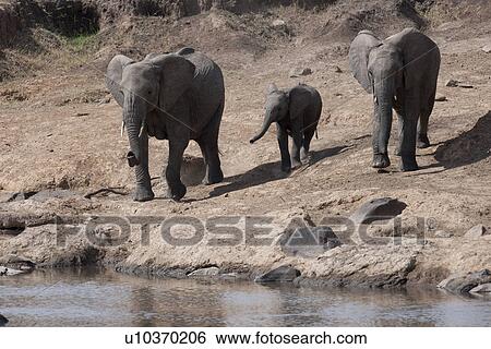 Elephants in Kenya View Large Photo Image Stock Photograph - Elephants in Kenya. Fotosearch