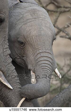 Stock Photograph - Elephants in Kenya. Fotosearch