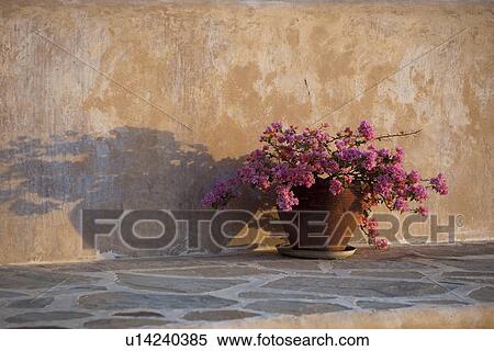 Flower pot at Manda Bay Resort View Large Photo Image Stock Photography - Flower pot at Manda Bay Resort. Fotosearch