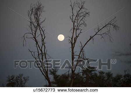 Full moon over Kenya View Large Photo Image Stock Image - Full moon over Kenya. Fotosearch