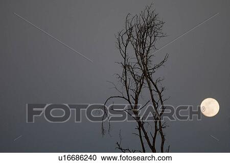 Full moon over Kenya View Large Photo Image Stock Image - Full moon over Kenya. Fotosearch